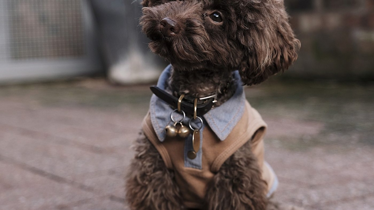 demo-attachment-511-the-poodle-gang-369918-unsplash