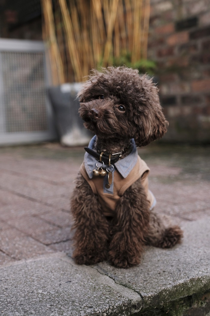 demo-attachment-511-the-poodle-gang-369918-unsplash