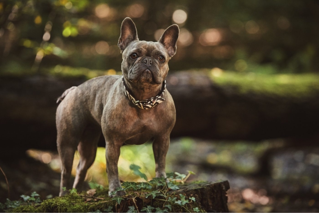 demo-attachment-514-andreas-fidler-393653-unsplash