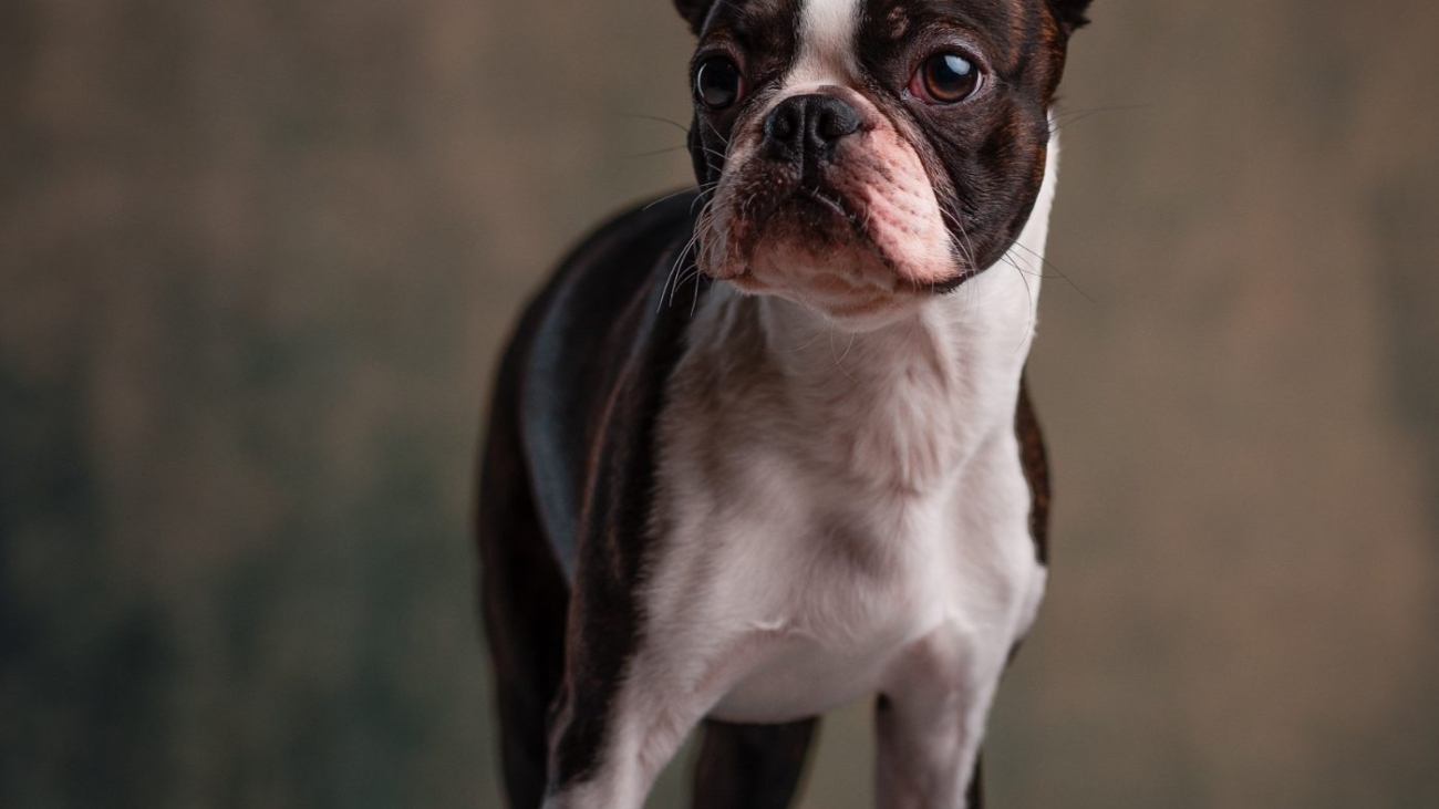 demo-attachment-515-janko-ferlic-1187845-unsplash