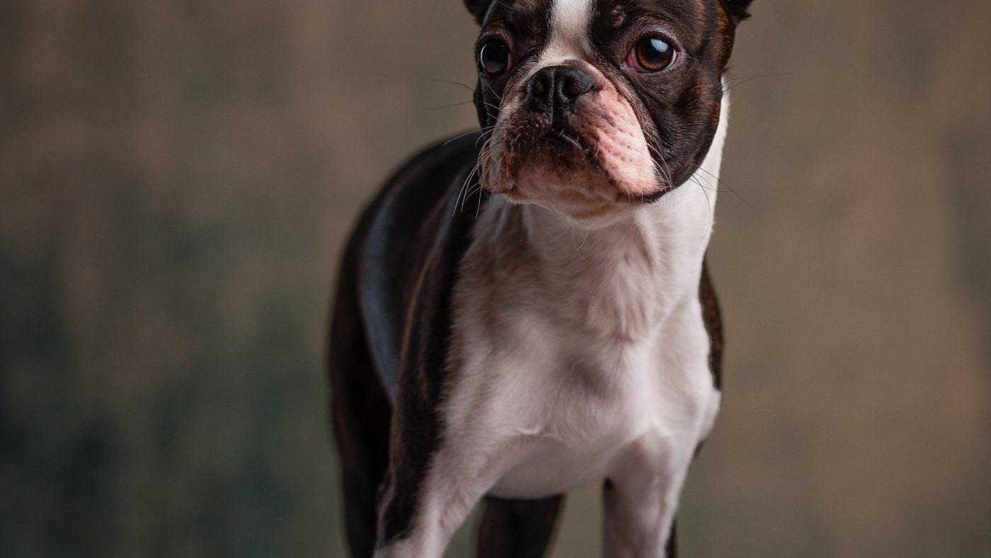 demo-attachment-515-janko-ferlic-1187845-unsplash
