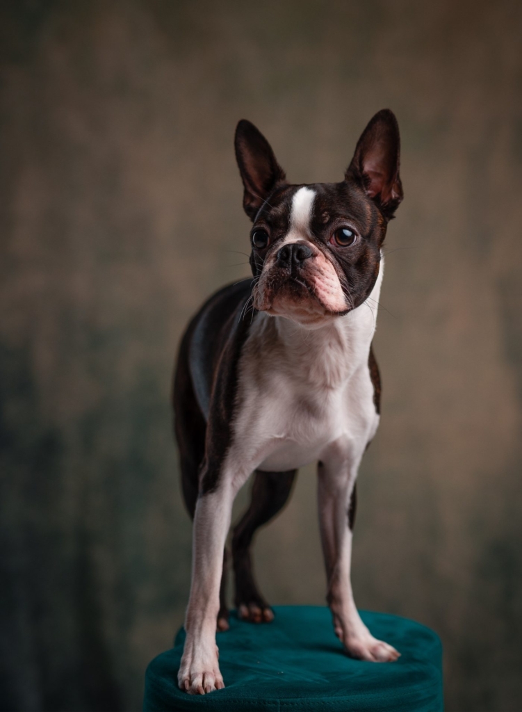 demo-attachment-515-janko-ferlic-1187845-unsplash