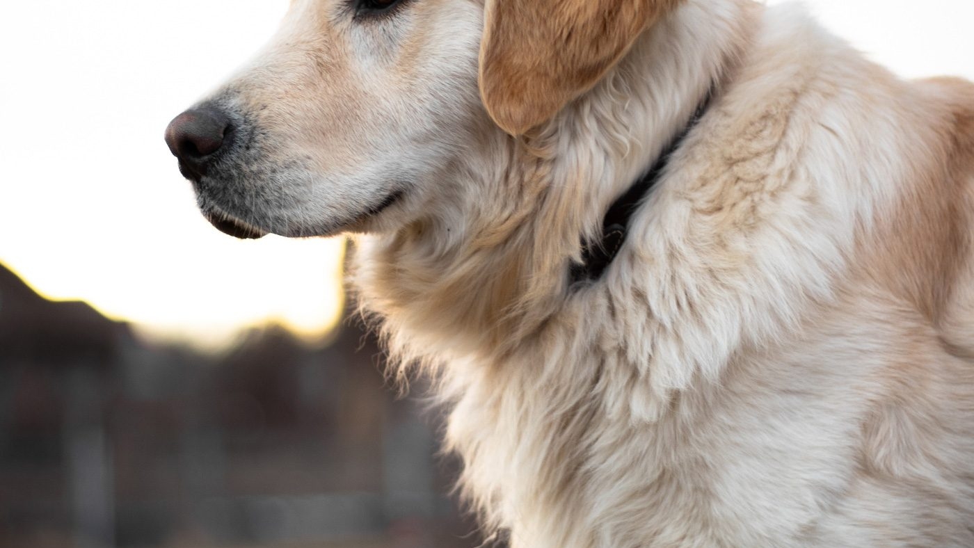 demo-attachment-530-thomas-tokos-1275116-unsplash-1