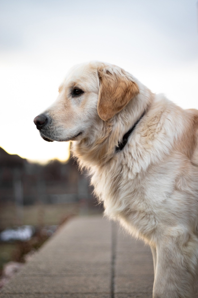 demo-attachment-530-thomas-tokos-1275116-unsplash-1