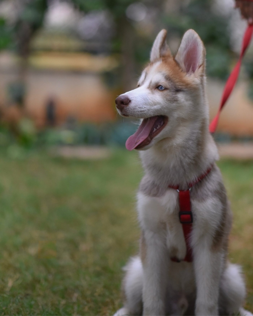 demo-attachment-516-v-srinivasan-1163717-unsplash-1